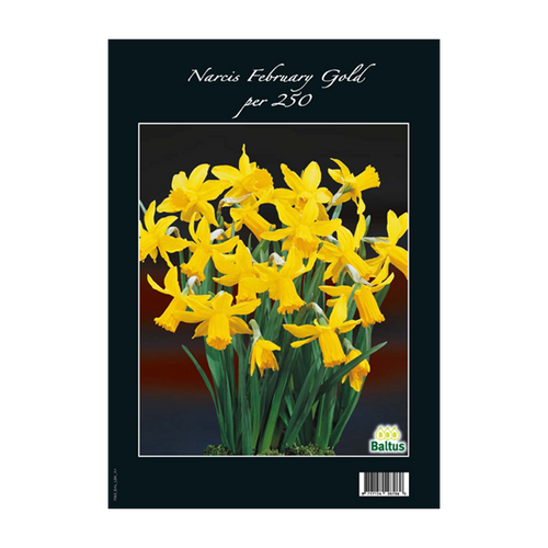 Narcis February Gold per 250 - BA313210