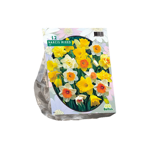 Narcis Trompet, Mix per 12 - BA302710