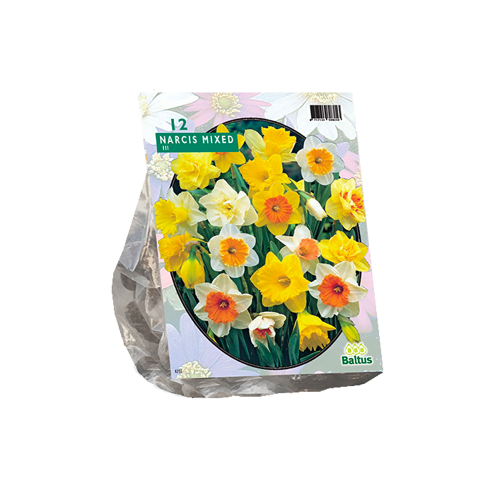 Narcis Trompet, Mix per 12 - BA302710