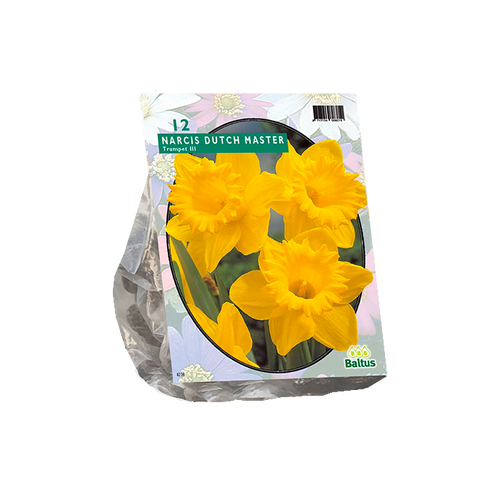 Narcis Trompet, Geel per 12 - BA302720