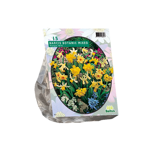 Narcis Mini Mix per 15 - BA302730