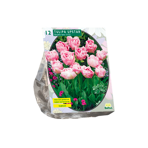 Tulipa Dubbel Laat Upstar per 12 - BA302780