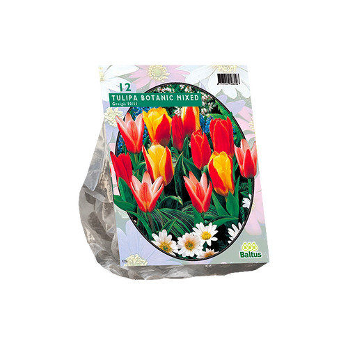 Tulipa Greigii Mix per 12 - BA302800