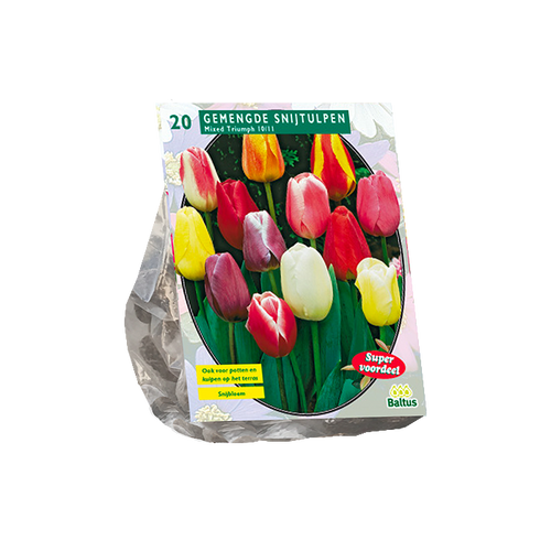 Tulipa Darwin Mix per 20 - BA302840