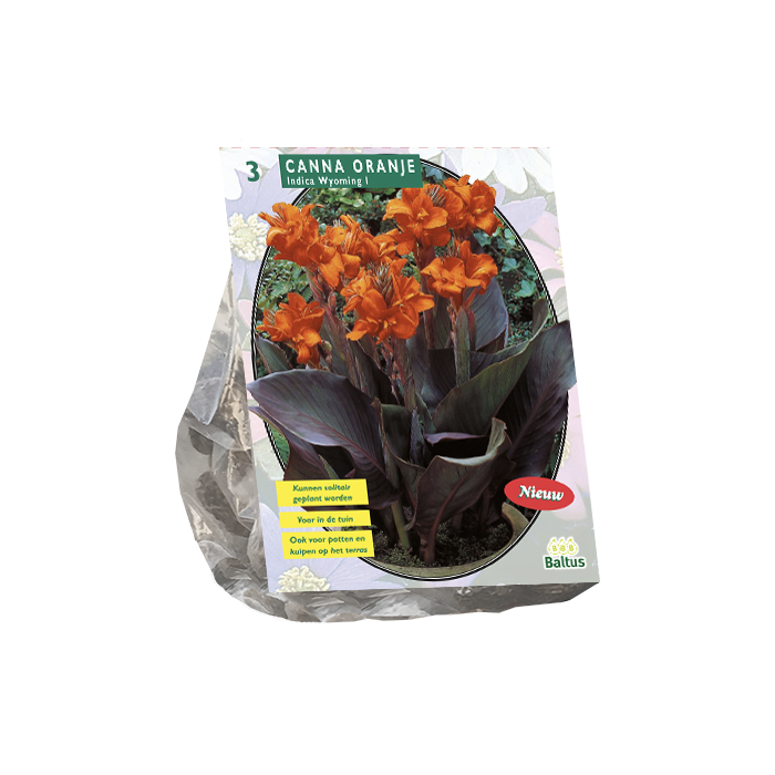 Canna bruinblad, Oranje per 3 - BP200630