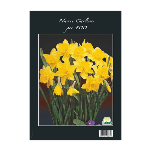 Narcis Carlton per 400 - BA313220