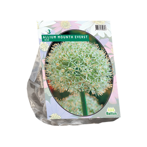 Allium Mount Everest per 3 - BA300100