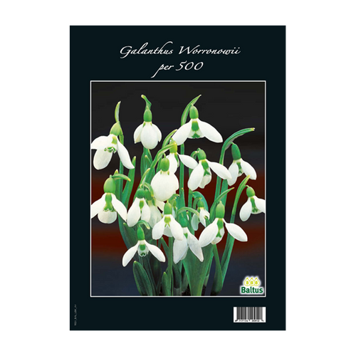 Galanthus Woronowii per 500 - BA313160