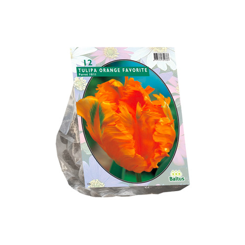 Tulipa Orange Favourite, Parkiet per 12 - BA301930