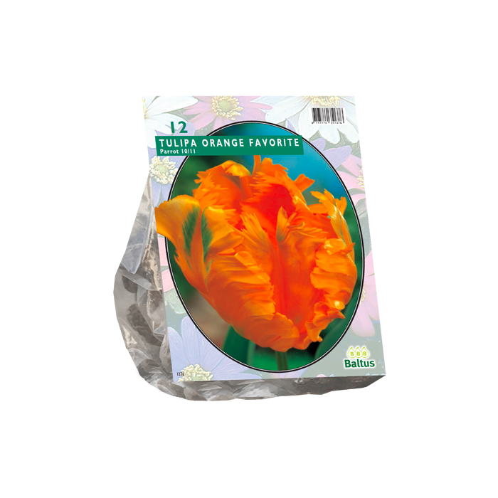Tulipa Orange Favourite, Parkiet per 12 - BA301930