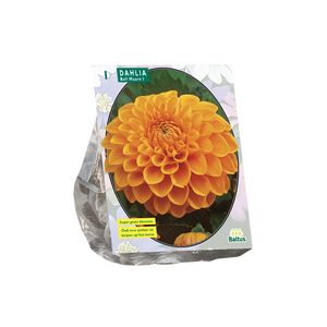 Dahlia Ball Maarn per 1 - BP205170