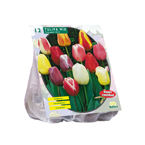 Tulipa Darwin Mix per 12 - BA390040