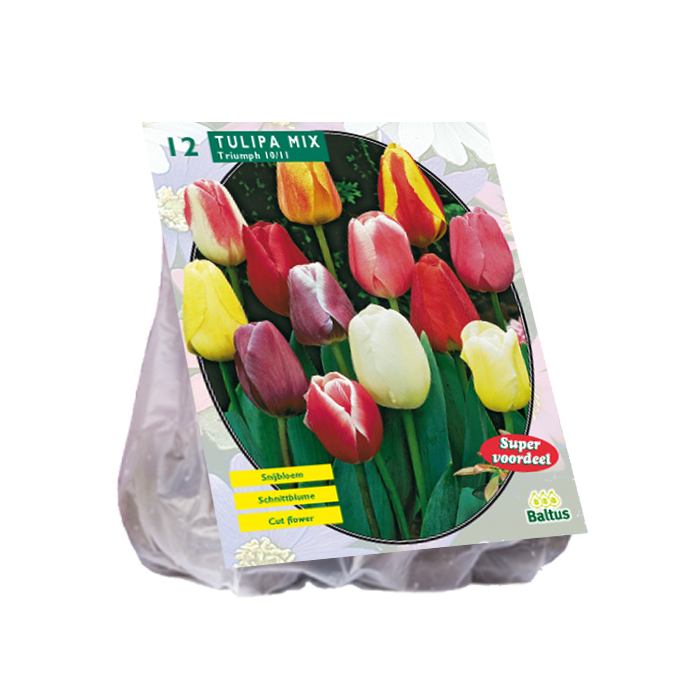 Tulipa Darwin Mix per 12 - BA390040