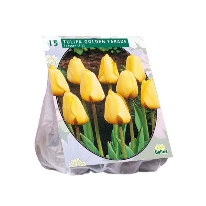 Tulipa Golden Parade per 15 - BA390010