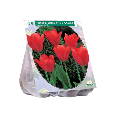 Tulipa Hollands Glorie per 15 - BA390020