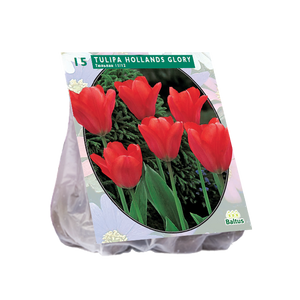 Tulipa Hollands Glorie per 15 - BA390020