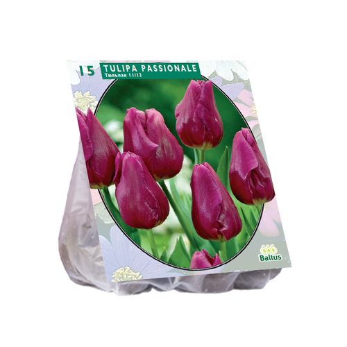 Tulipa Passionale per 15 - BA390060