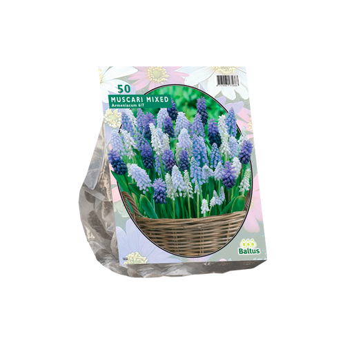 Muscari Mix per 50 - BA301140