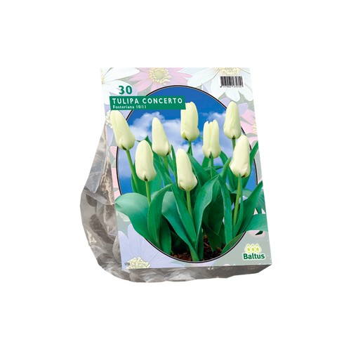 Tulipa Concerto, Fosteriana per 30 - BA302340