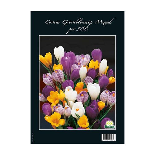 Crocus Grootbloemig, Mix per 500 - BA313080