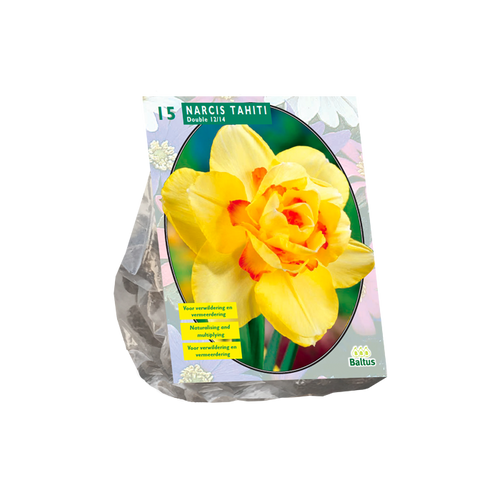 Narcis Dubbel Tahiti per 15 - BA301200