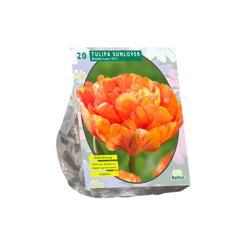 Tulipa Dubbel Laat Sunlover per 20 - BA302010