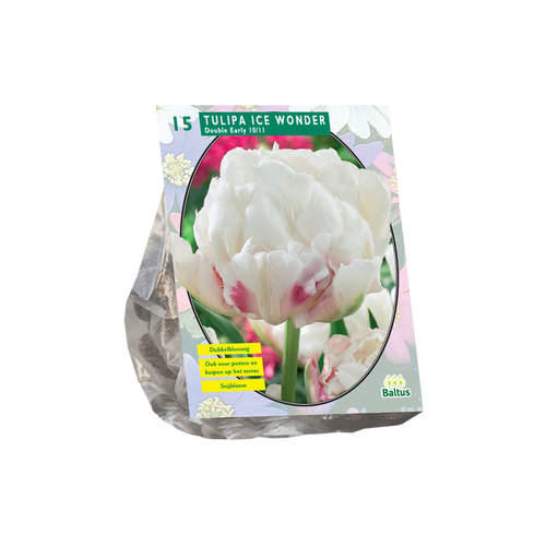 Tulipa Dubbel Vroeg Ice Wonder per 15 - BA302050