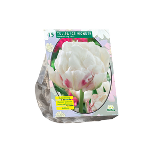 Tulipa Dubbel Vroeg Ice Wonder per 15 - BA302050