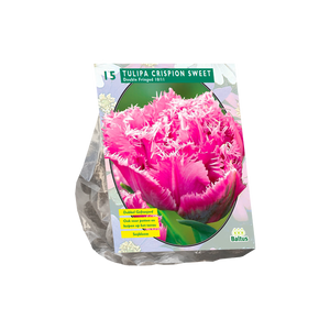 Tulipa Dubbel gefranjerd Crispion Sweet per 15 - BA302130