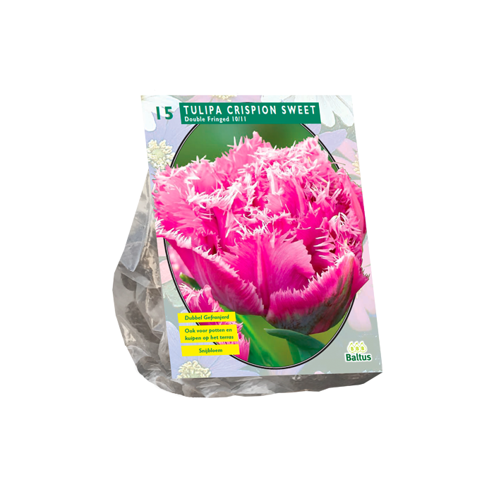 Tulipa Dubbel gefranjerd Crispion Sweet per 15 - BA302130