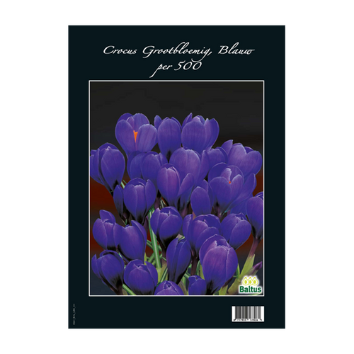 Crocus Grootbloemig, Blauw per 500 - BA313090