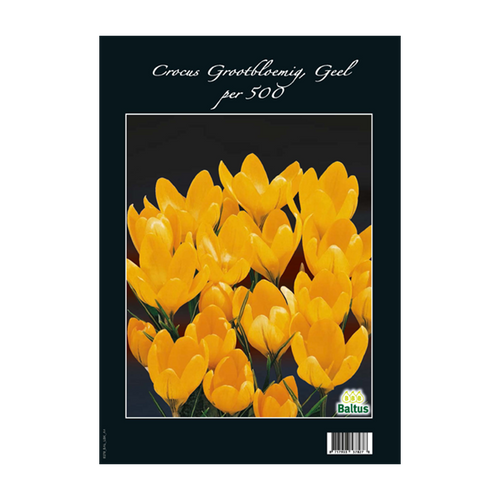 Crocus Grootbloemig, Geel per 500 - BA313100