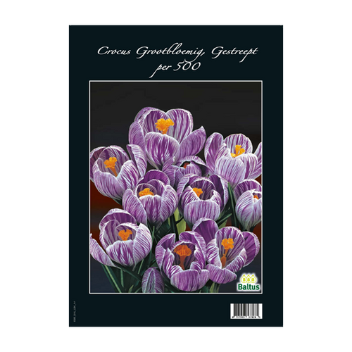 Crocus Grootbloemig, Gestreept per 500 - BA313110