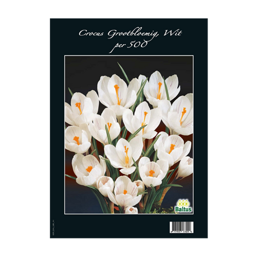 Crocus Grootbloemig, Wit per 500 - BA313120