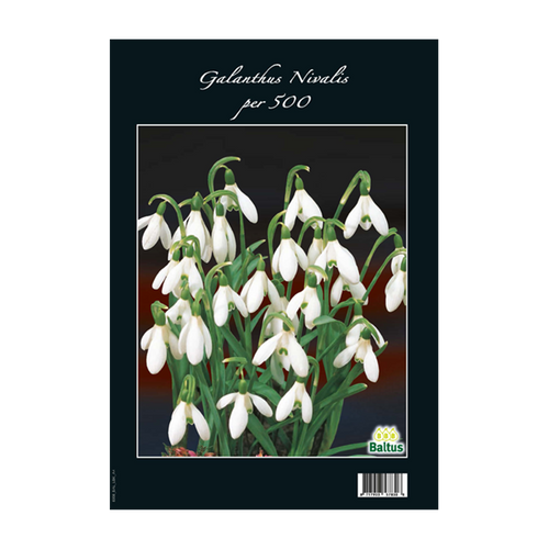 Galanthus Nivalis per 500 - BA313150