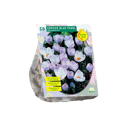 Crocus Chrysanthus Blue Pearl per 50 - BA300435