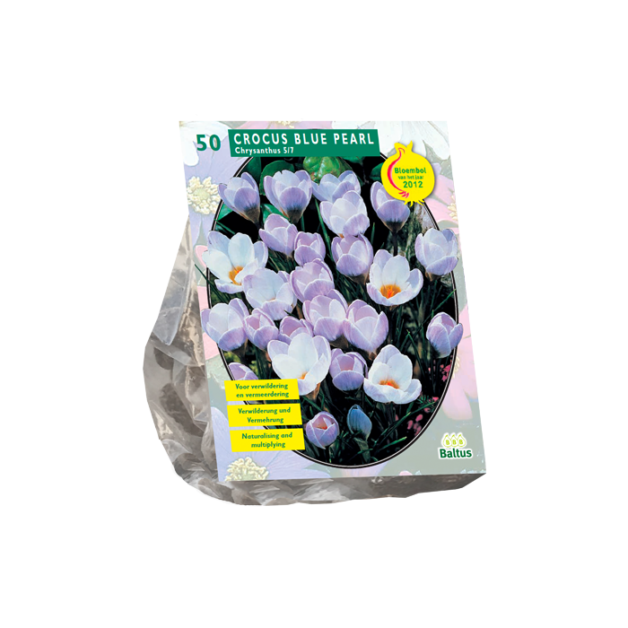 Crocus Chrysanthus Blue Pearl per 50 - BA300435