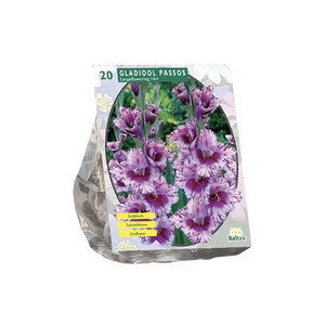 Gladiolus Passos per 20 - BP201210