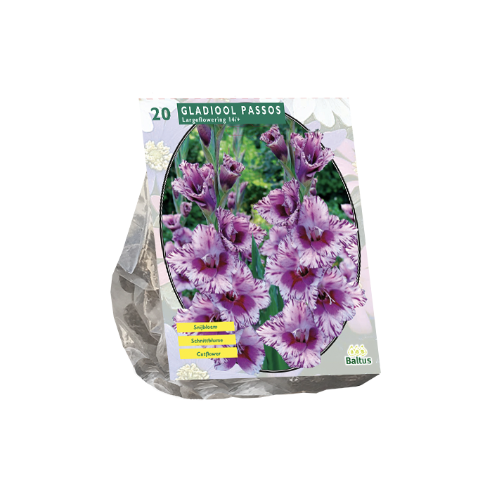 Gladiolus Passos per 20 - BP201210