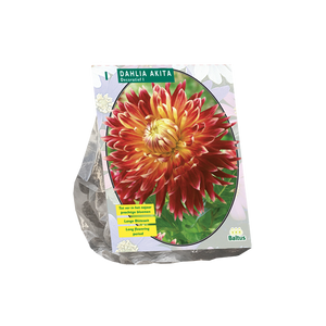 Dahlia Akita per 1 - BP205090