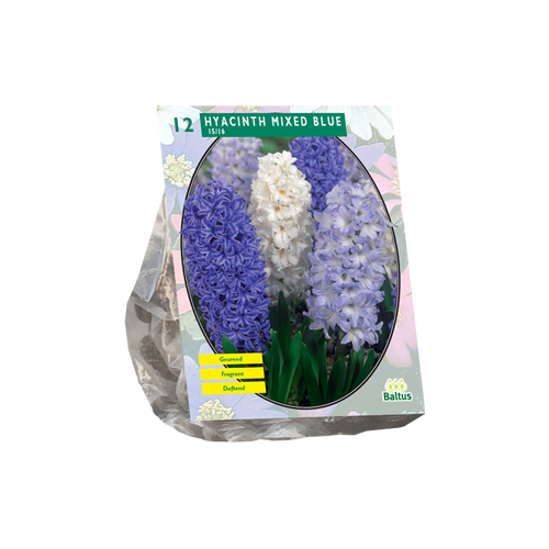 Hyacinth Mixed Blue per 12 - BA300812