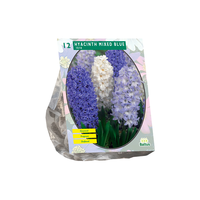 Hyacinth Mixed Blue per 12 - BA300812