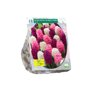 Hyacinth Mixed Pink per 12 - BA300814