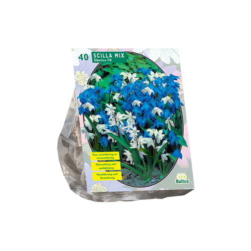 Scilla Siberica Mixed per 40 - BA301602