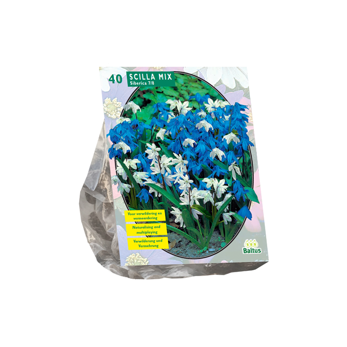 Scilla Siberica Mixed per 40 - BA301602