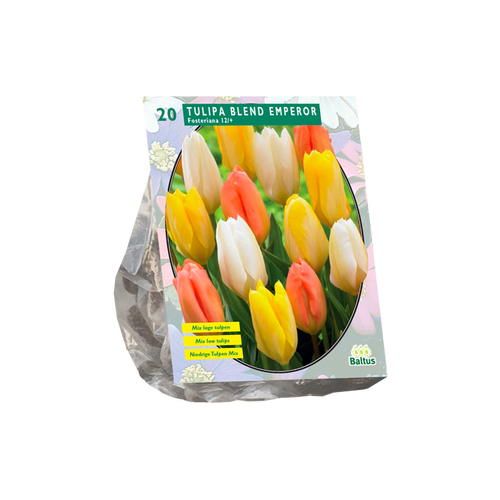 Tulipa Blend Emperor per 20 - BA301834