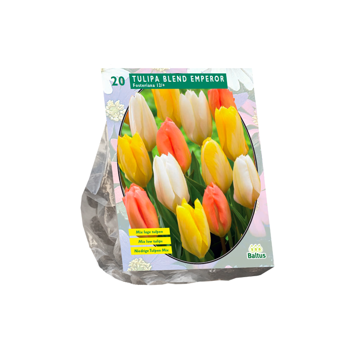 Tulipa Blend Emperor per 20 - BA301834