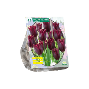 Tulipa Havran, Leliebloemig per 15 - BA302412