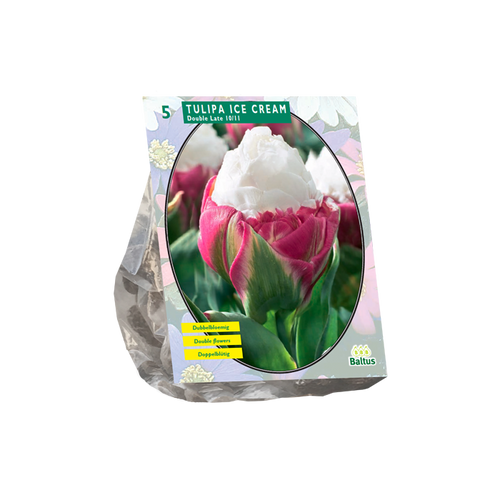 Tulipa Ice Cream per 5 - BA301982