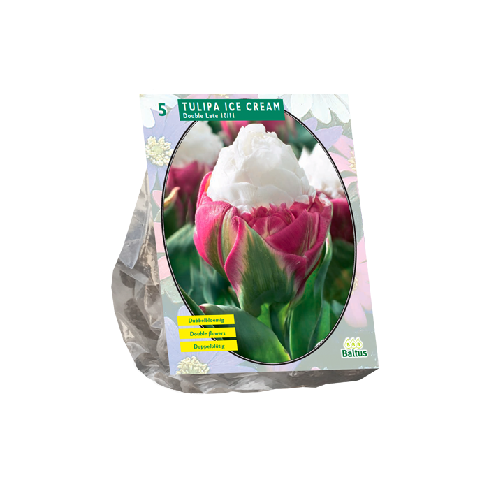 Tulipa Ice Cream per 5 - BA301982